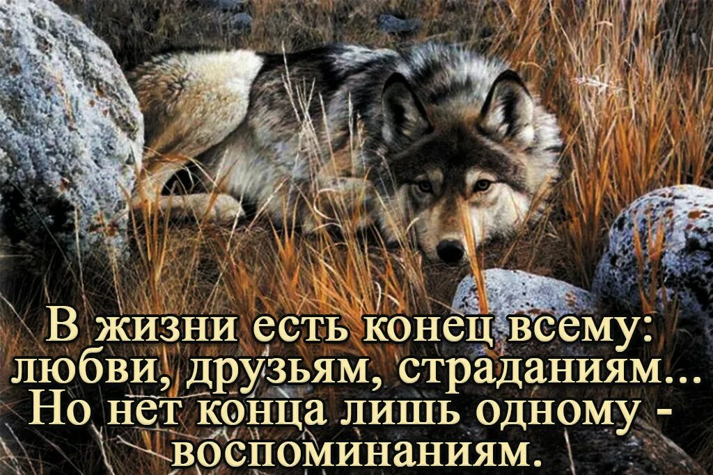 Картинки с волками цитатами