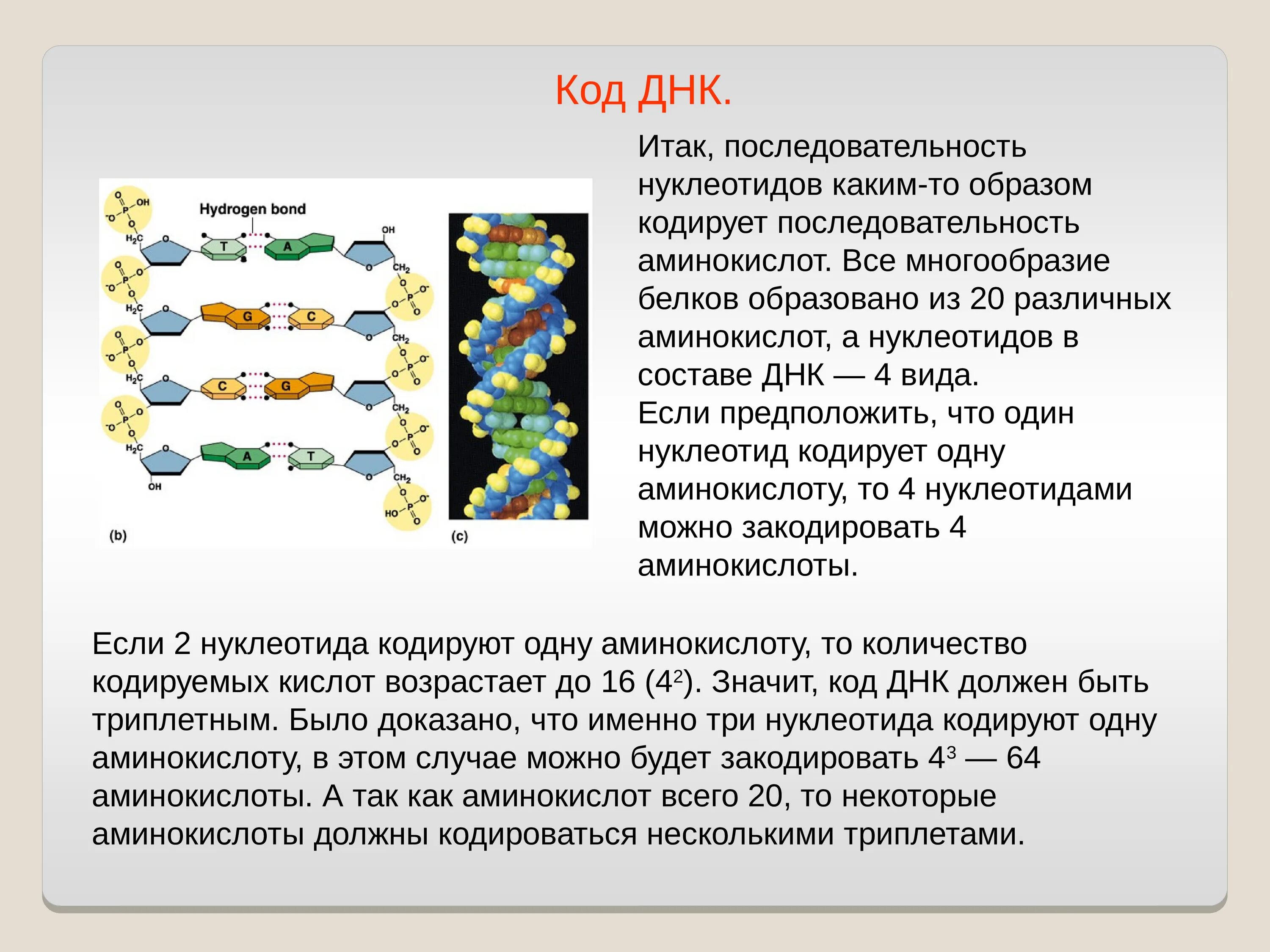 Сколько белков закодировано в днк