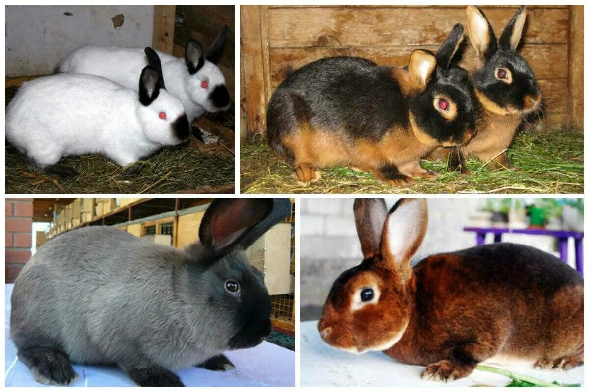 Показать видео какие бывают. Кролики порода Фокс. Кролики породы Браун. Восточно европейские породы кроликов. Цветной кролик порода.