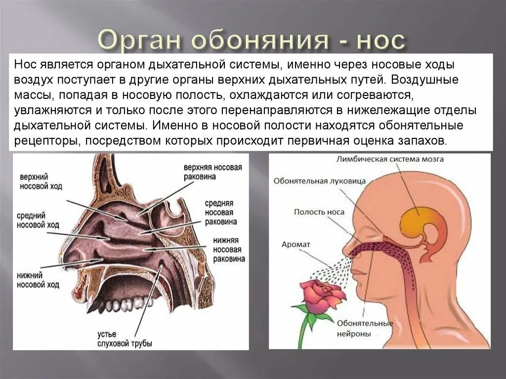 Выходит воздух из носа. Нос орган обоняния анатомия. Носовая полость строение анатомия дыхание. Строение носа обонятельные рецепторы. Дыхательная система носовая полость строение и функция.