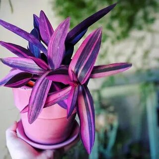Комнатные цветы с сиреневыми листьями