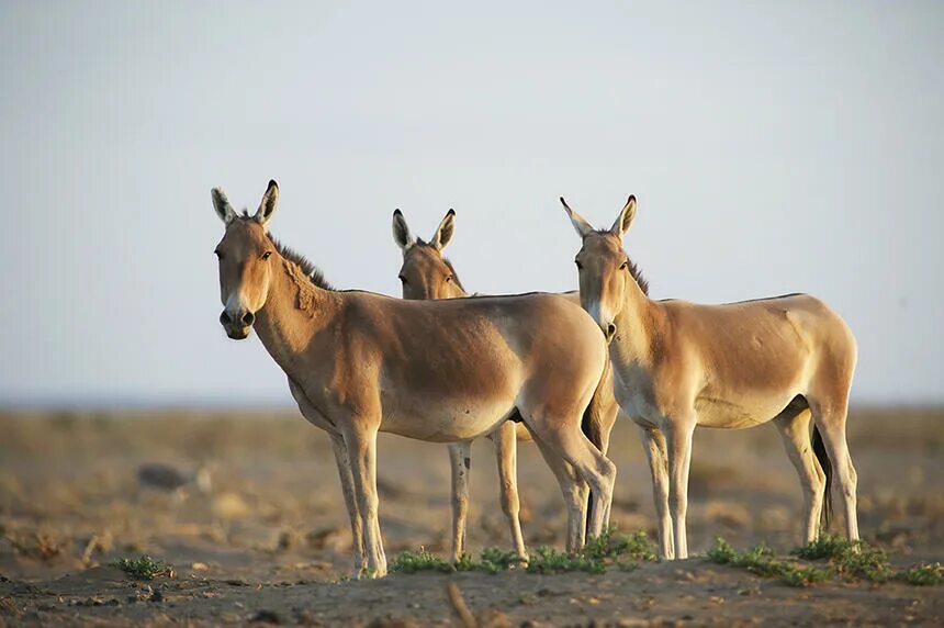 Магнитный пазл 27x18см."Индийский дикий осел, кулан equus до хура, ghudkhur" на 