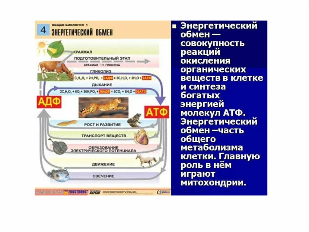 Энергетический обмен схема ЕГЭ.