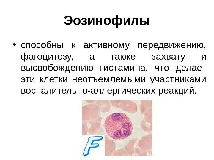 Фагоцитоз лейкоцитов. Фагоцитоз клетки крови. Клетки крови способные к фагоцитозу. Клетки обладающие фагоцитозом.