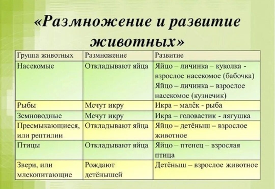 Схема особенностей животных. Этапы развития млекопитающих 3 класс. этапы развития животных 3 класс. этапы развития животных 3 класс окружающий мир. окружающий мир размножение и развитие животных.