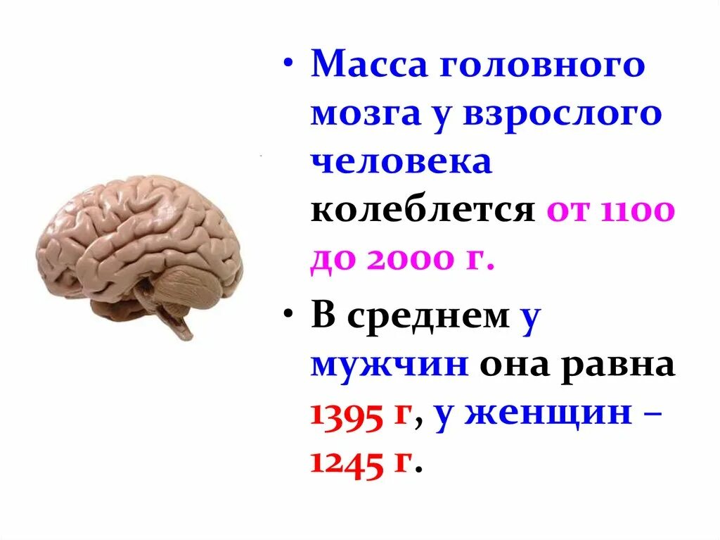 Масса головного мозга человека. Вес мозга взрослого человека.