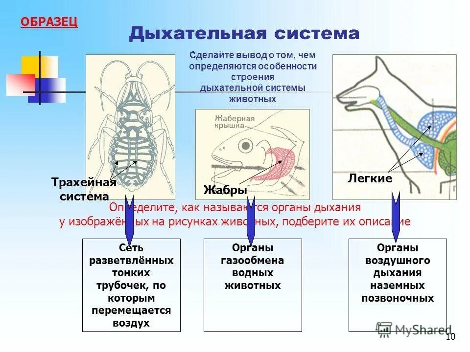Какие системы органов различают у животных. Строение дыхательной системы животных. схема дыхательной системы животных. строение и функции дыхательной системы животных. строение системы органов дыхания животных.
