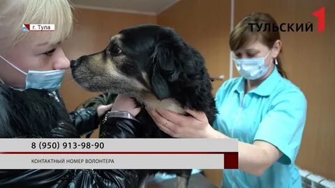 Ветеринары тулы отзывы