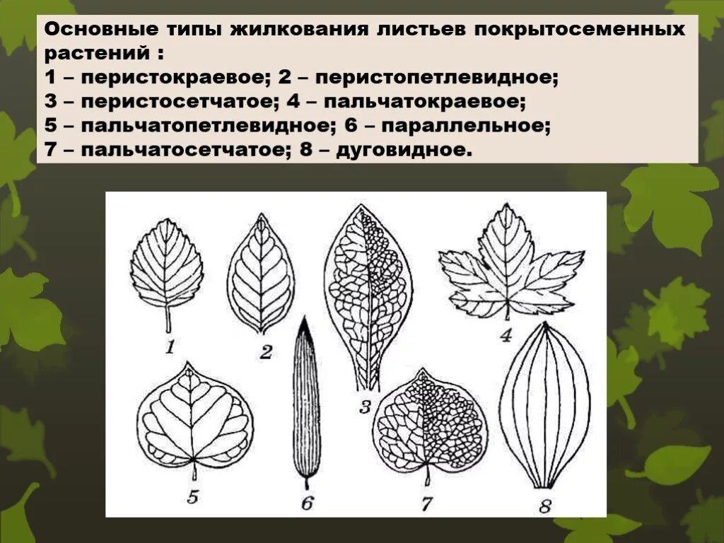 Жилкование покрытосеменных. Рисунок типы жилкования листа. Основные типы жилкования листьев покрытосеменных растений. Перистопетлевидное жилкование листа. Жилкование листа черешковый.