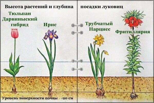 Мочковатая система корневая нарциссы. Корневая система тюльпана. Нарцисс Тип корневой системы. Тип корневой системы у тюльпана. Какая вода должна быть для тюльпанов