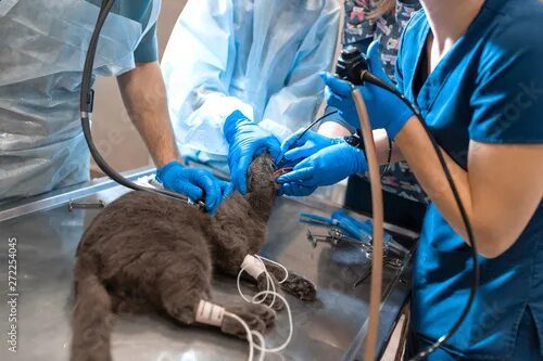 cat on the operating table. Купить эту готовую фотографию и рассмотреть аналогич