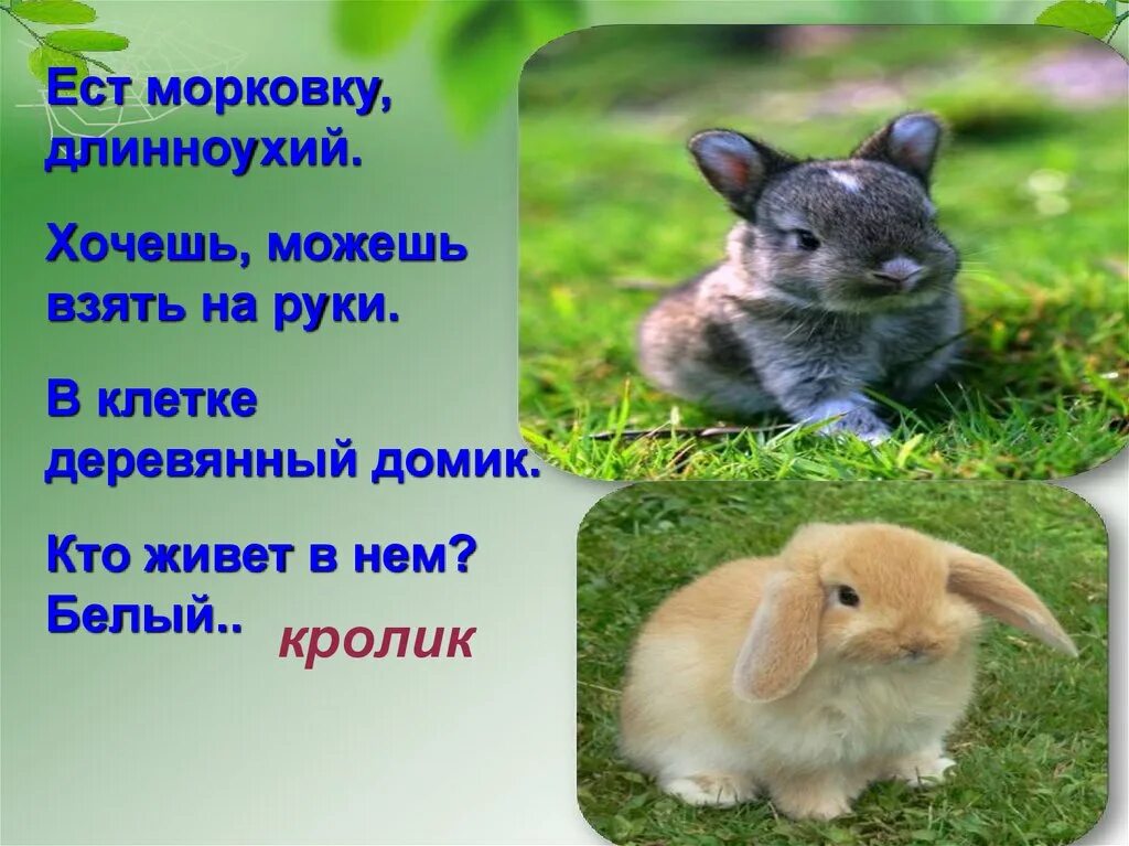 Кролик живой уголок. Загадка про кролика. Стих про кролика. Загадка про кролика для детей. Стих про кролика для детей.