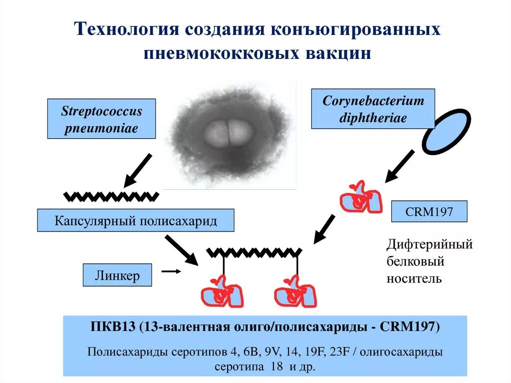 Этап вакцины. Пневмококковая конъюгированная вакцина. Полисахаридная и конъюгированная пневмококковая вакцина. Конъюгированные вакцины Назначение. Конъюгированные вакцины принципы получения.