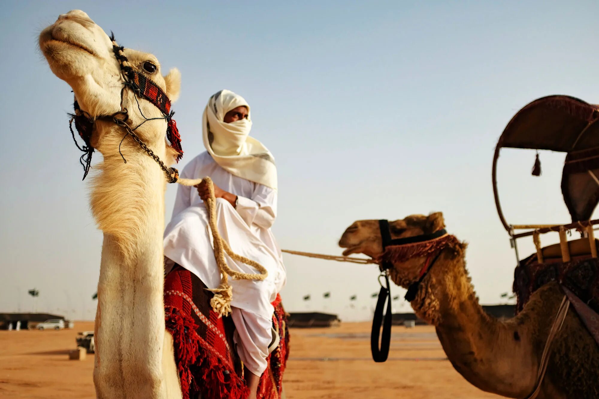 мужчина на верблюде. караван средние века пустыня. девушка на верблюде. бедуины саудовской аравии. человек на верблюде.
