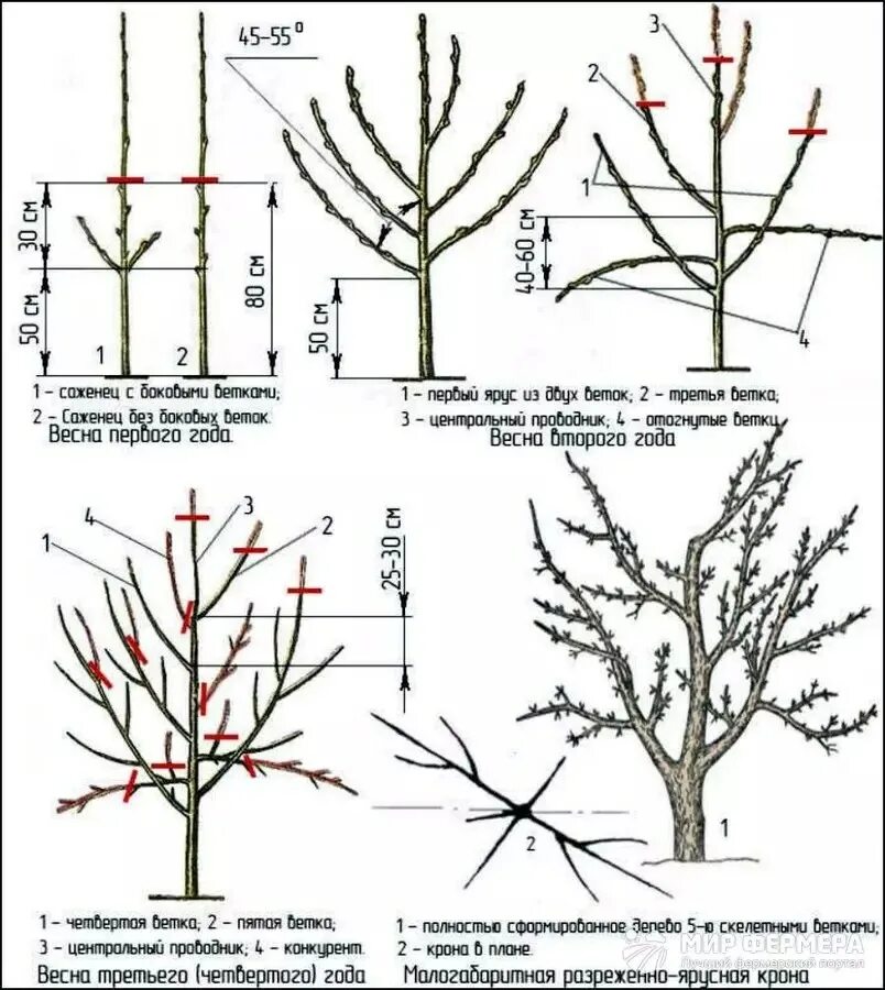 Правильно обрезать саженцы. Схема обрезки яблони весной. Схема обрезки саженцев яблони. Подрезка яблонь весной схема. Обрезка яблонь осенью схема.