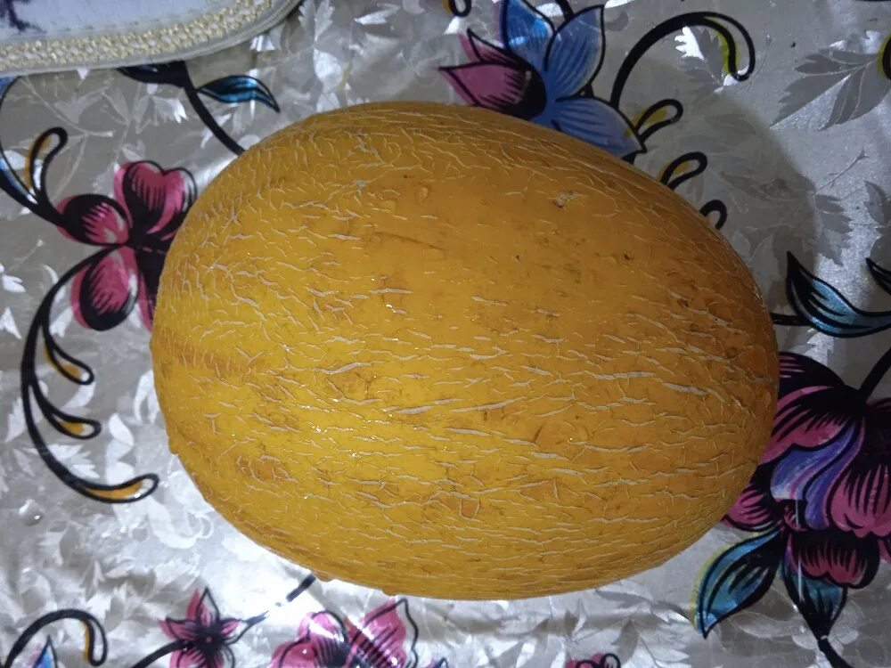 Дыня голди. Дыня сорт алтайская. Дыня зеленая. Сорта дыни для урала. Дыня августин f1.