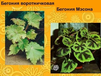 Бегония ядовита или нет