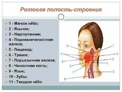 Трахея змей открывается в ротовой полости