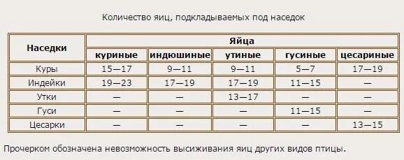 Можно ли под курицу подкладывать яйца. Сколько яиц подкладывать под курицу наседку. Сколько под курицу подкладывают яиц куриных. Какое количество яиц нужно подкладывать под квочку. Сколько нужно подложить яиц под квочку.