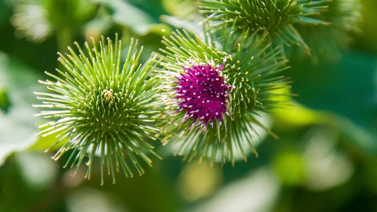 Репей. Репейник соцветие. Репейник сухой. Репейник сухой. Репей бурьян полынь.