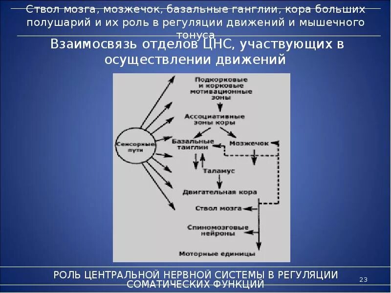 Регуляция движения человека. Регуляция двигательных функций. роль отделов цнс в регуляции движений. роль мозжечка в регуляции движений. роль мозжечка в регуляции мышечного тонуса.