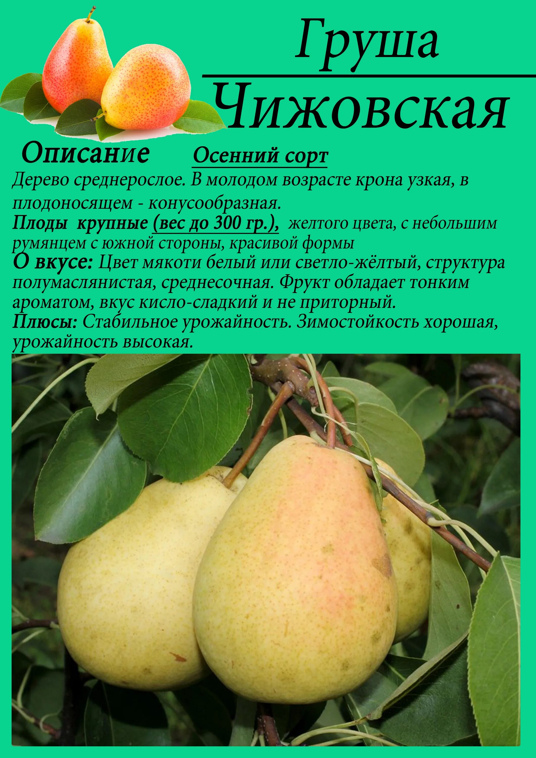 Сорт груши Чижовская. Груша обыкновенная Чижовская. Груша Чижовская описание сорта. Груша Чижовская (с7,5). Груша летняя дюшес описание фото