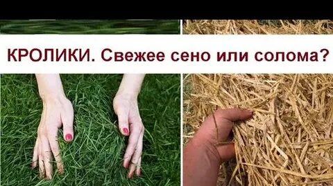 Можно кроликам давать тыкву в сыром виде