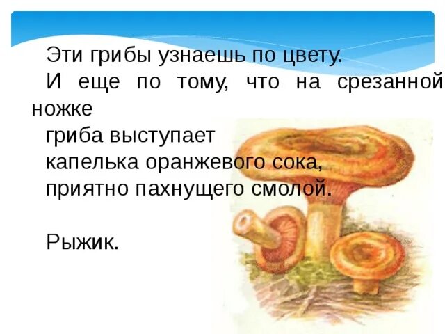 Написал рыжика. Загадка про гриб Рыжик. Рыжики грибы. Ножка гриба. Загадка про Рыжик.