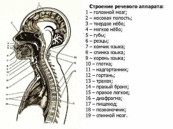 Строение и функционирование речевого аппарата. Строение и функционирование речевого аппарата