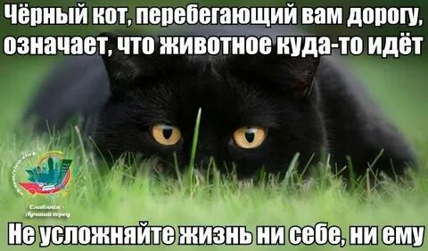 Что если черный кот перебежал дорогу