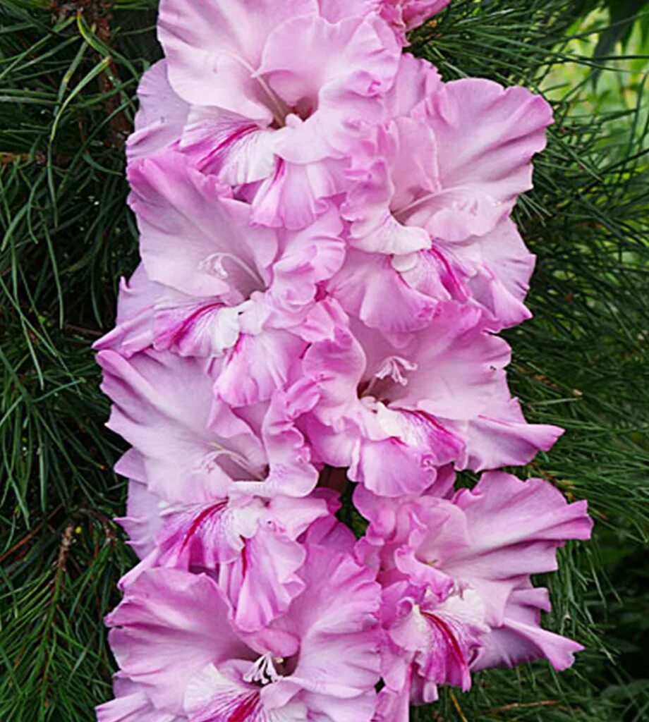 гладиолус сорт сиреневый бриз. гладиолус сиреневый. гладиолус сиреневый туман. сирень гладиолус. гладиолус сиреневая жемчужина.