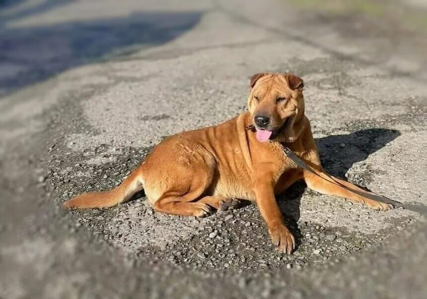 Кайнатма шурпа узбекский. Дулма шурпа. Каурма шурпа. Хмели сунели для шурпы. Думгаза шурпа.