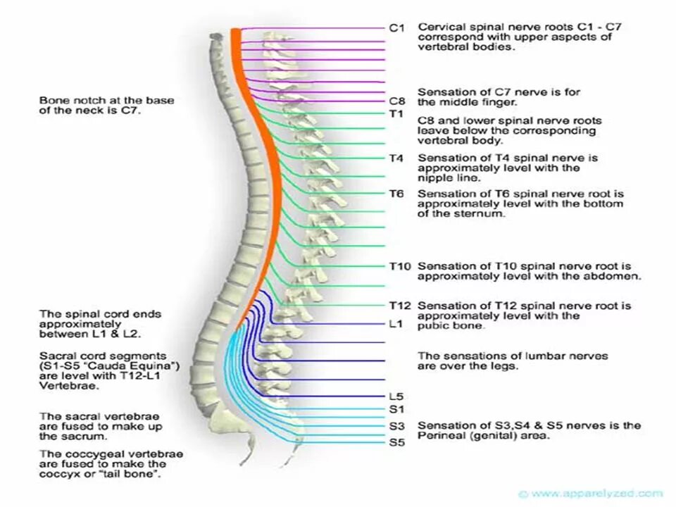 Какому органу относится спинной мозг. Spinal cord segments. spinal cord divisions. т12 спинного мозга. thickening in the spinal cord.