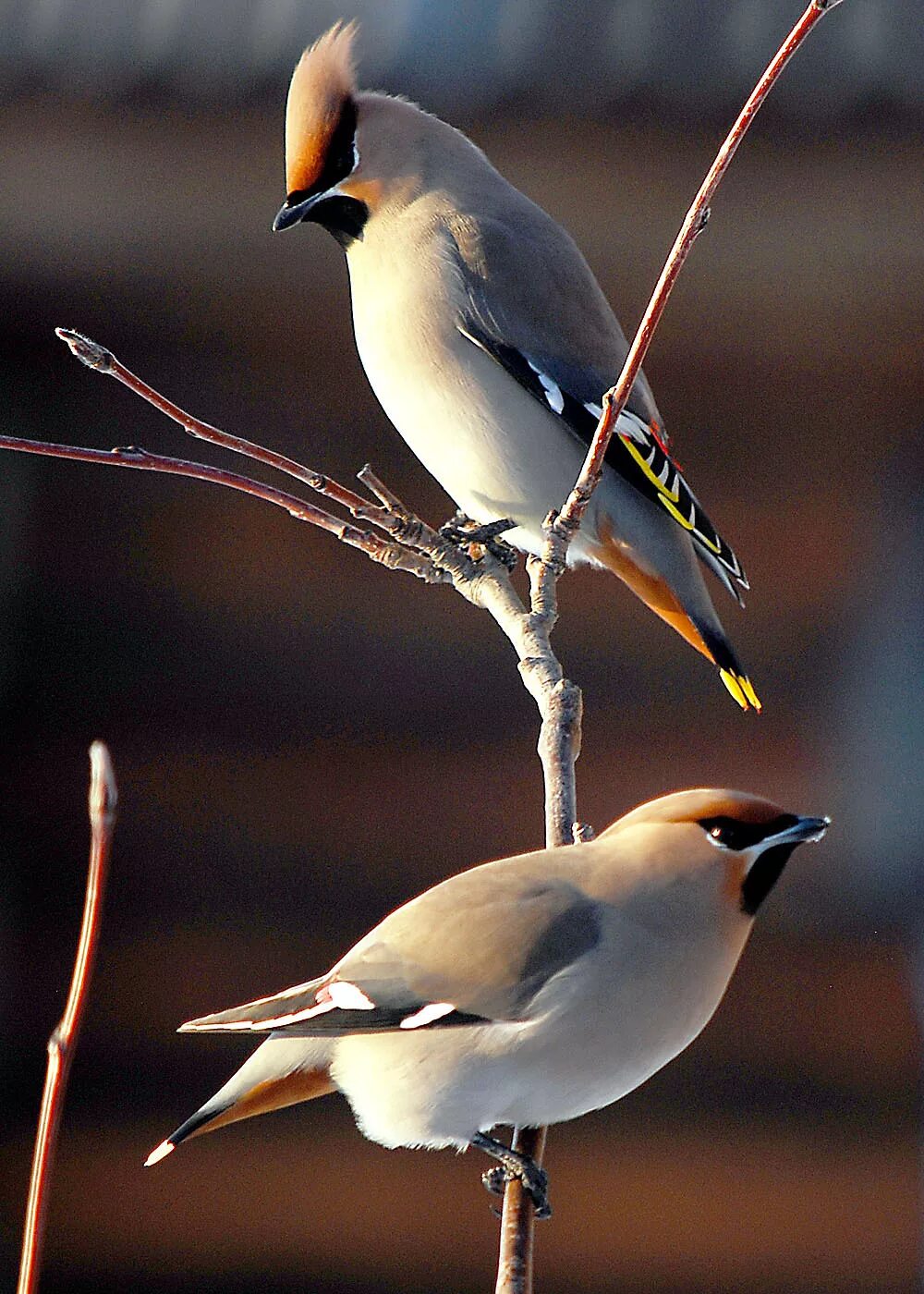 Свиристель (Bombycilla garrulus). Хохлатая свиристель. Хохлатая птица свиристель. Хохлатая Свирель.