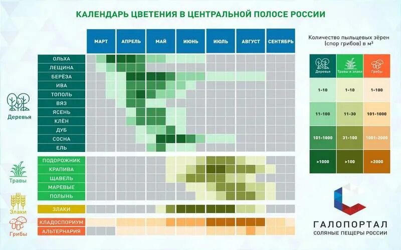 Симптомы аллергии на цветение. Календарь цветения. Календарь цветения для аллергиков. Периоды цветения для аллергиков. Цветение аллергенов.