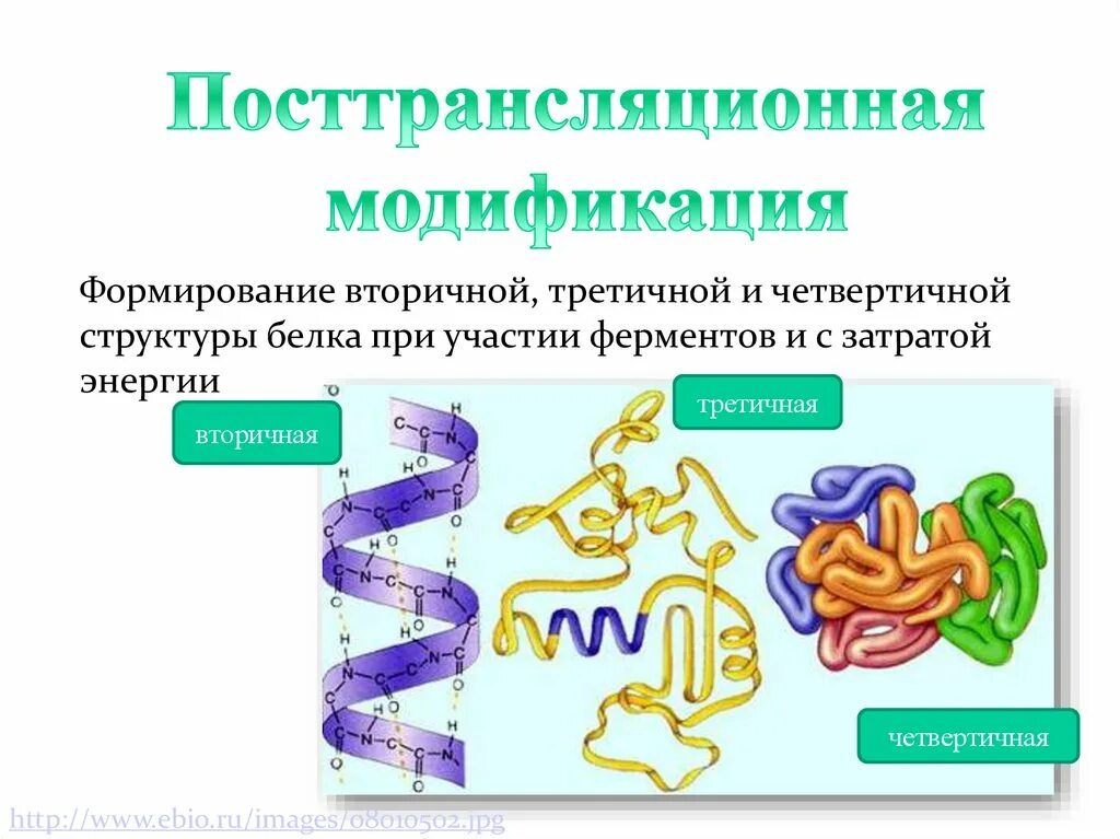 Белки первичная вторичная третичная четвертичная структуры. Связи в первичной вторичной третичной и четвертичной структуре белка. Формирование вторичной третичной и четвертичной структуры белка. Белок первичная структура вторичная третичная. Третичную структуру белка стабилизируют