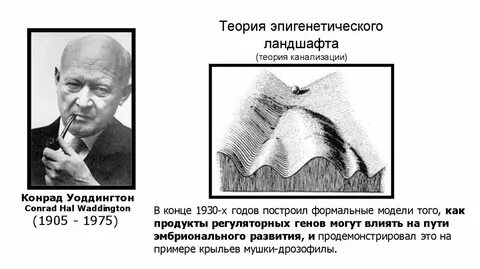 Эпигенетический ландшафт