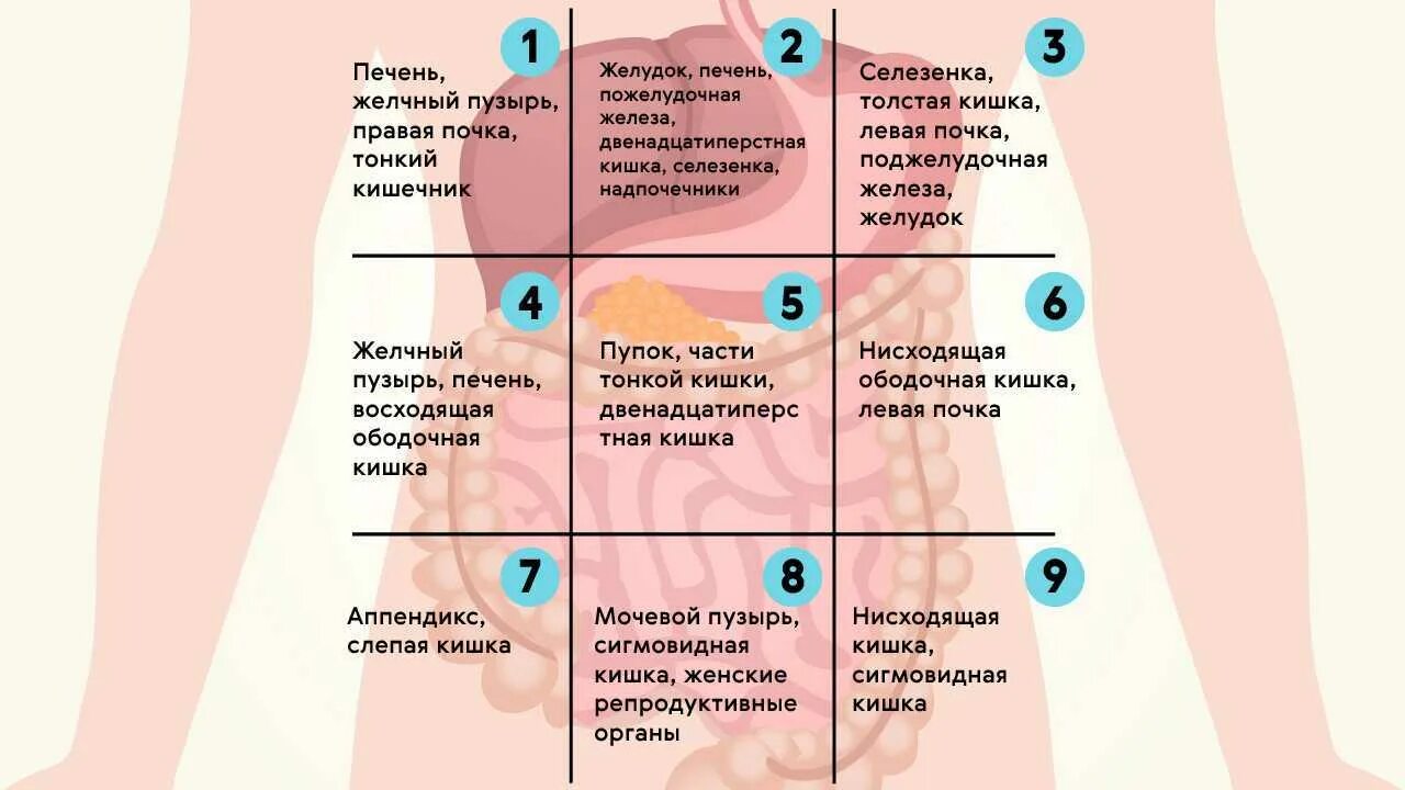 Какие органы в левом подреберье. Болит в области живота. Локализация боли в животе. Боль внизу живота. Зоны боли в животе.