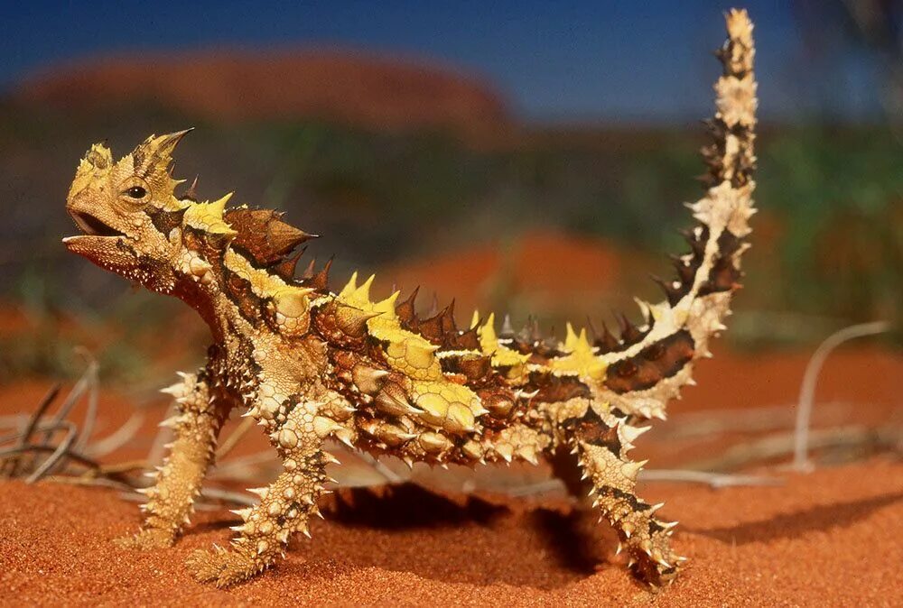 Молох ящерица. Колючая ящерица молох. Животные пустынь австралии. Австралийская ящерица молох. Молох хорридус.
