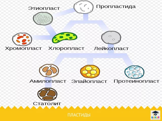 Хромопласт содержит каротиноиды. Хромопласт содержит каротиноиды