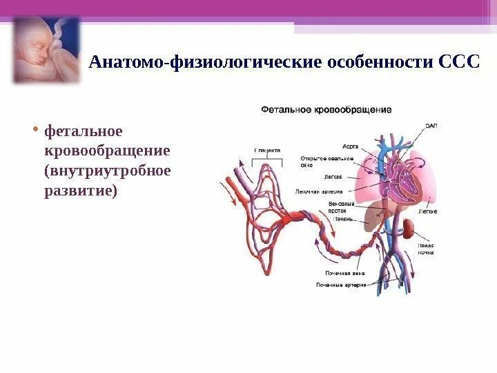 Анатомо-функциональная характеристика сердечно - сосудистой системы. Основные стадии развития сердечно-сосудистой системы. Афо сердечно сосудистой системы у детей. Афо органов кровообращения у детей.