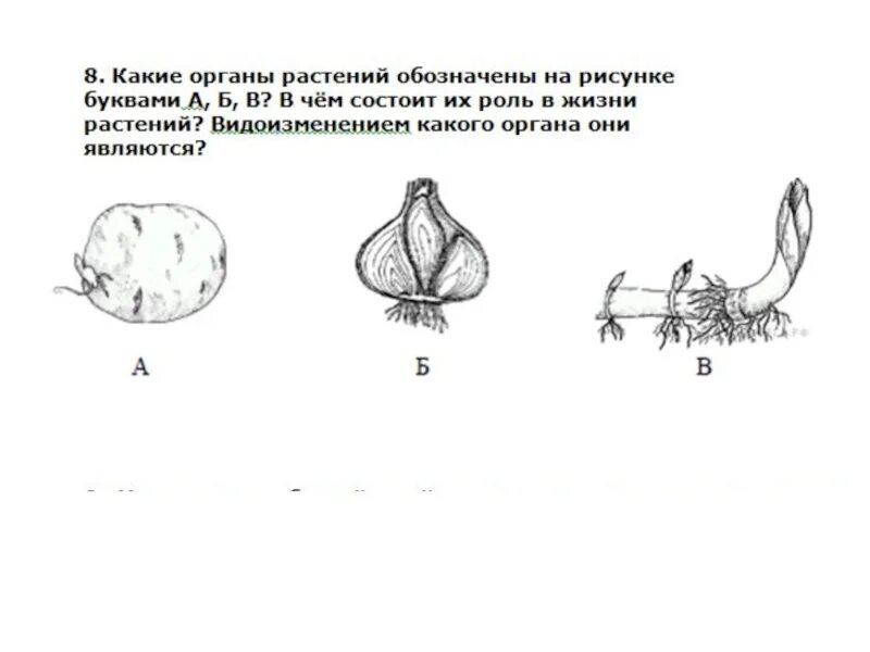 Тест биология видоизменение побегов. Строение луковицы ЕГЭ. Корневище клубень луковица видоизмененные побеги. Корневище клубень луковица. Видоизменённые побеги ЕГЭ.