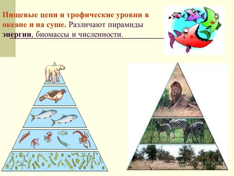 Пирамиды биология 11 класс