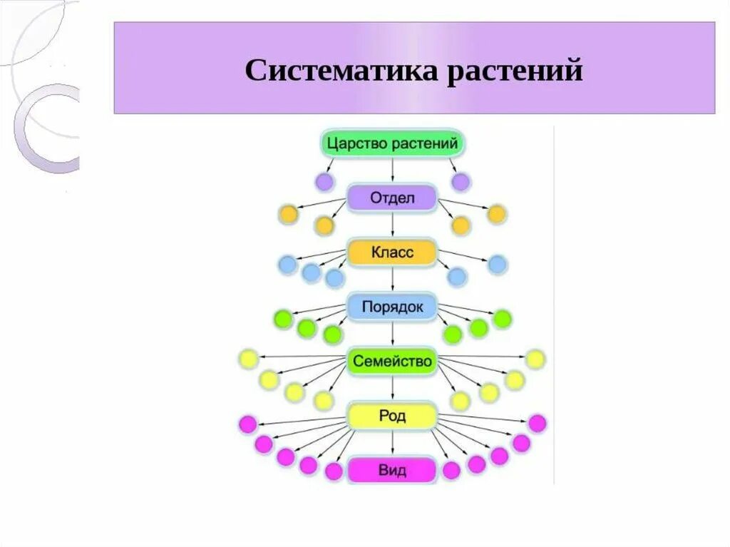 Систематика растений царство отделы. Систематика растений 6 класс биология. Систематика растений схема 6 класс биология. Классификация растений иерархия. Систематические группы схема