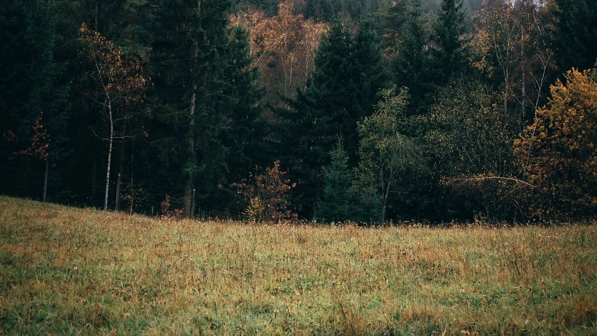 Левашовский лес. Заказник Левашовский лес. Лес вдали. Лес опушка. Вдали показался лес