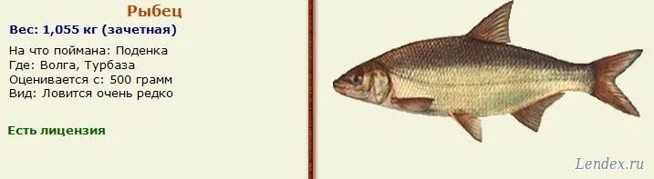 рыбец. рыбец 64 сайт. магазин рыбец. рыбец черноспинка. красивая меча рыбец.