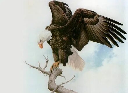 Орел сидящий на ветке