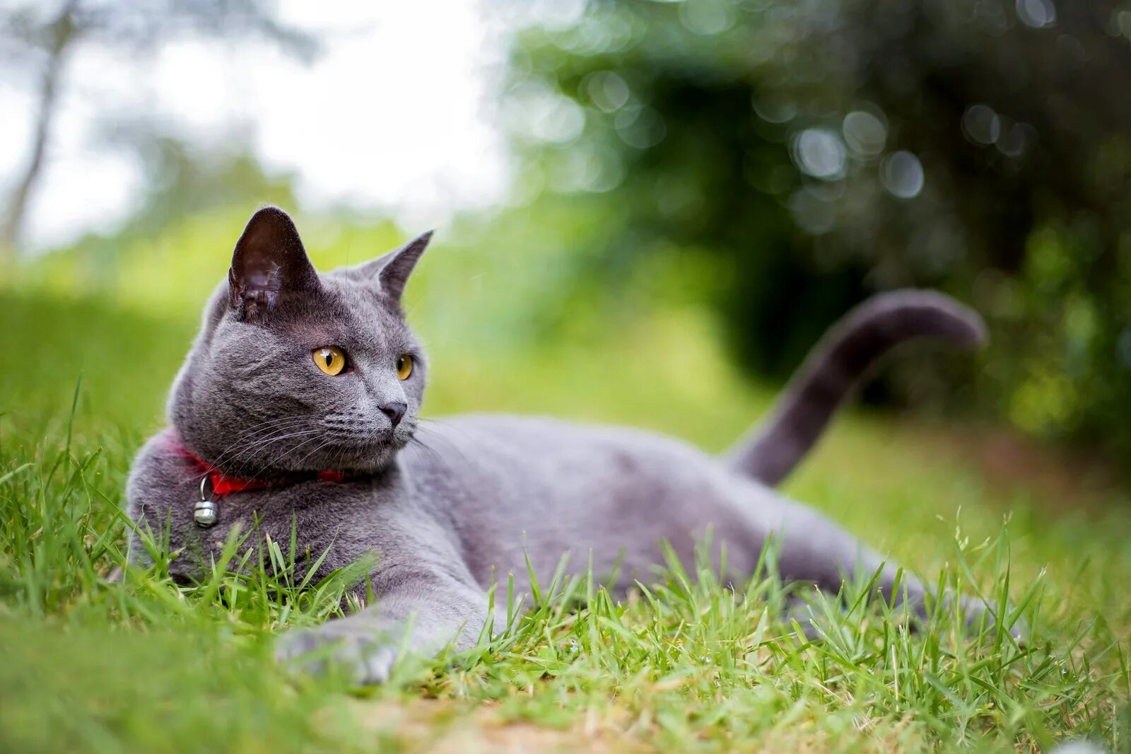 French cat. Картезианская кошка шартрез. Скоттиш шартрез. Французская порода кошек шартрез. Кот французский шартрез.