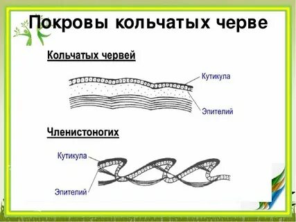 Функции покрова тела круглых червей