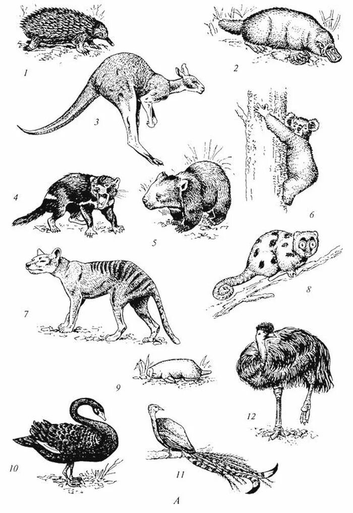 контуры животных австралии. кенгуру раскраска. животные австралии рисунок. кенгуру раскраска. сумчатый муравьед австралийский.